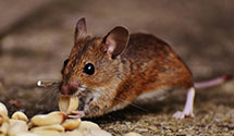24 Hour & Emergency Exterminators in Boissevain, VA